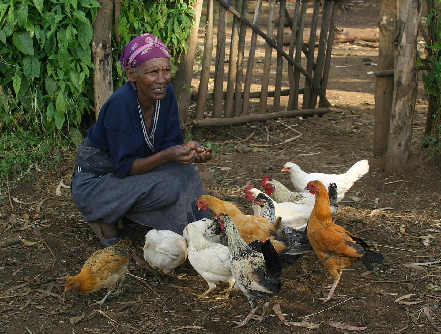 The Sisters of St. Francis of Philadelphia have granted P4P startup funds of $3,000 and challenged us to match that amount to get this pilot project started in 2020. Donate and join the chicken club to reduce poverty.