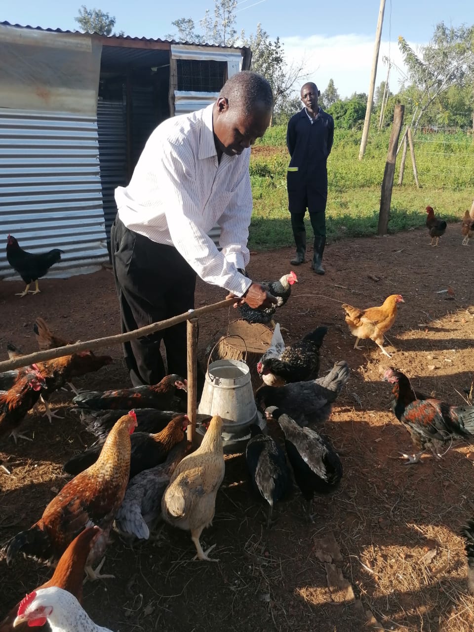 Silvano Oketch is surrounded by beautiful chickens