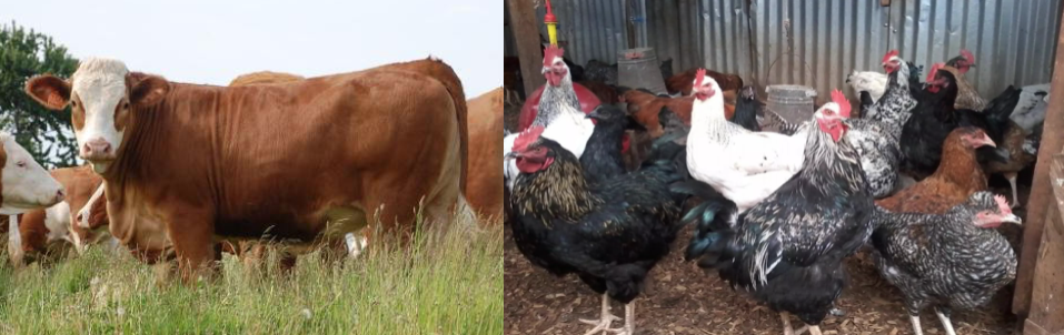 Dairy (cattle) and poultry farms are being consider as possible businesses