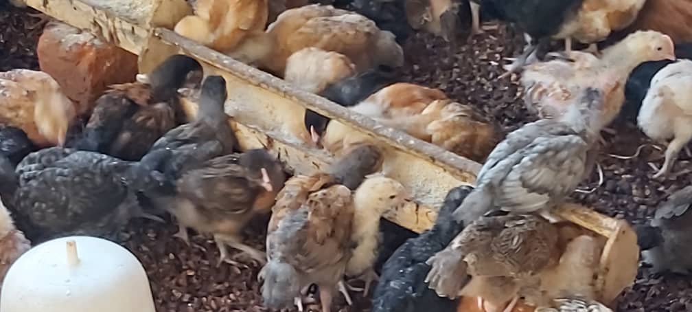 Baby chicks hatched and being brooded at the LimAfrica facility
