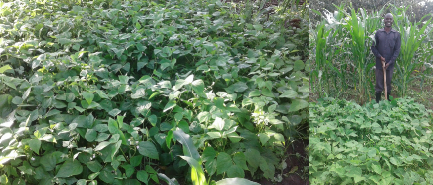 .On a more encouraging note, we have been teaching Farming God’s Way (no weeding and use of animal fertilizer) methods to grow beans, and we are very happy that production has increased fourfold over traditional methods.