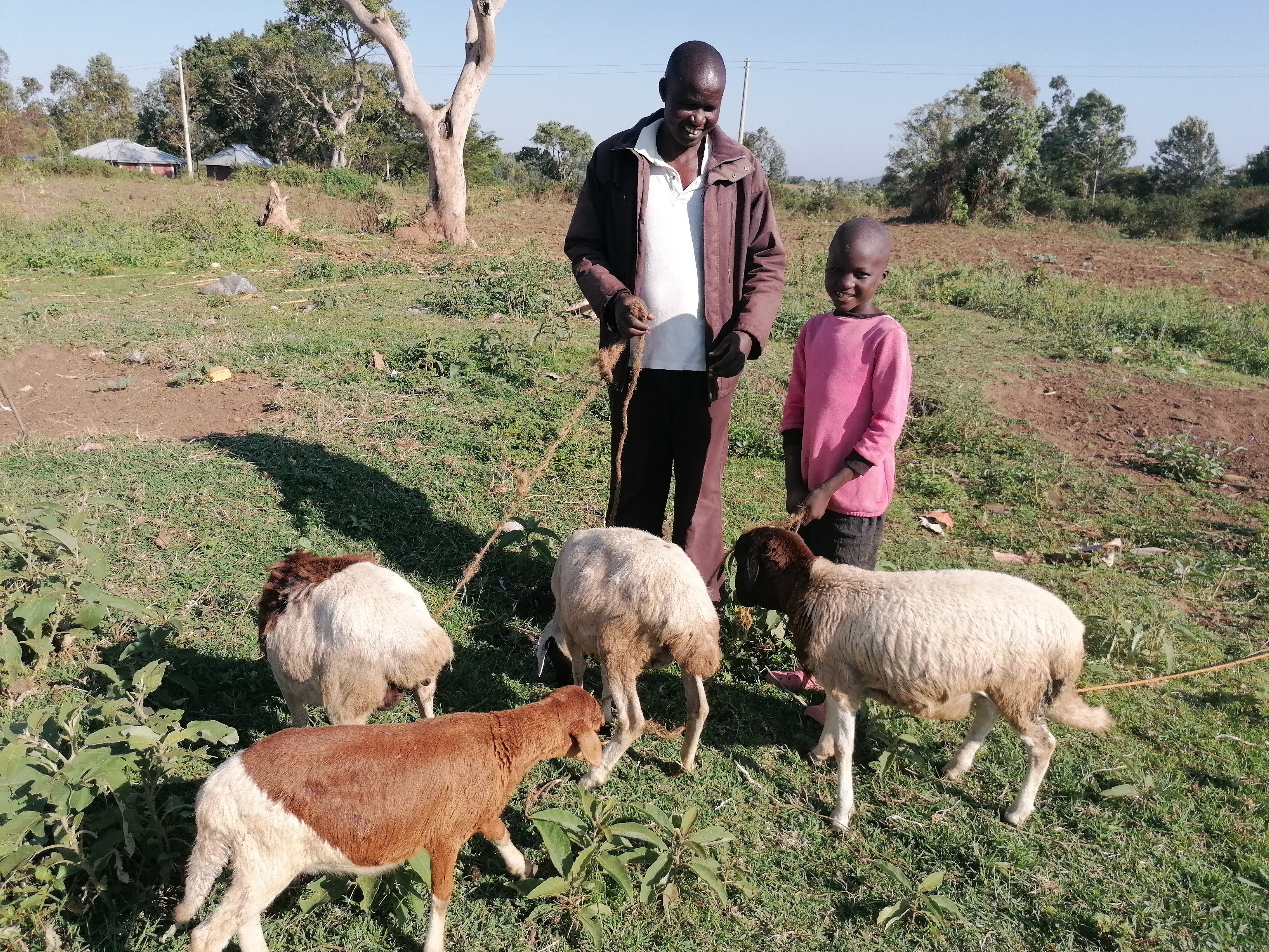 The Ochieng family has made enough money selling eggs that they were able to purchase four sheep. Now, Elly’s father, Eberson Onyango Otieno, says he would like to sell the sheep and purchase a cow.